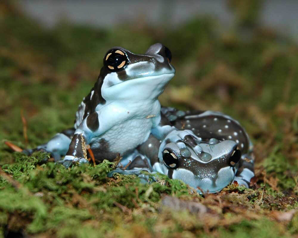 Image of two amazon milk frogs, light blue undersides and black speckled backs, laying on top of moss.