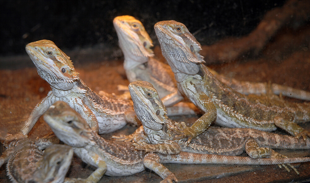 Image of 6 lizards all variously laying on top of each other.