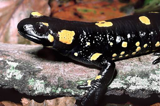 Image of a black salamander with yellow spots laying on a rock.