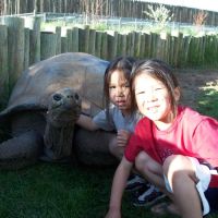 Kids love our Giant Tortoises