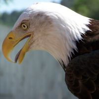 Cheyenne the Bald Eagle Close up
