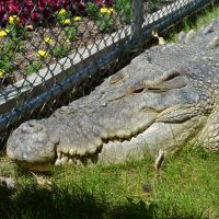 Maniac the Giant Crocodile