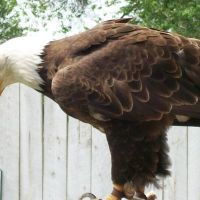 Cheyenne the Bald Eagle