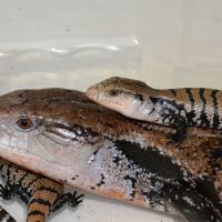 Blue-tongued Skink