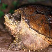 Common Snapping Turtle