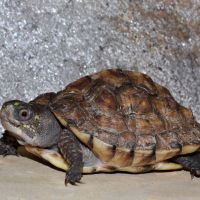 Eastern Box Turtle