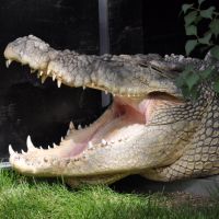 Maniac the Giant Crocodile