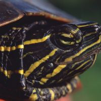 Painted Turtle