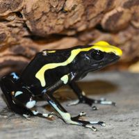 Poison Arrow Tinctorius