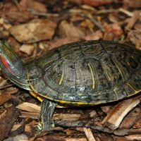 Red-Eared Slider