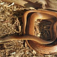 Coastal Taipan