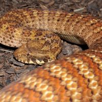 Death Adder