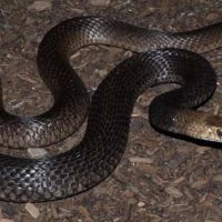 Australian Brown Snake