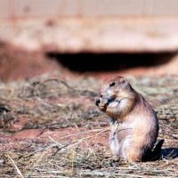 Prairie Dog Town