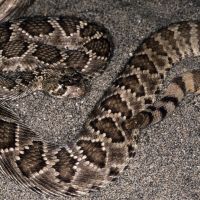 Western Diamondback Rattlesnake