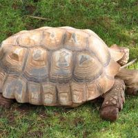 Sulcata