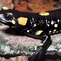 Fire Salamander