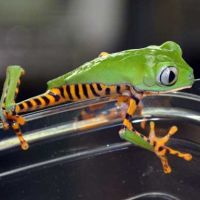 Tiger-leg Monkey Tree Frog