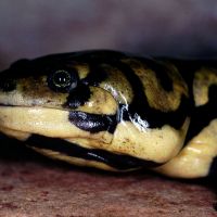 Tiger Salamander