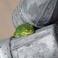 Tree Frog