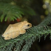 Tree Frog