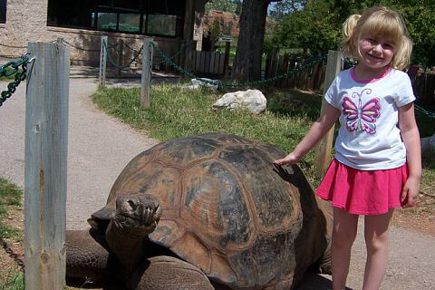 Image of a little girl standing next to Methuselah and touching his shell.