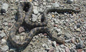 Image of a Western Fox Snake on top of pebbles and rocks.