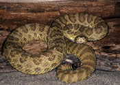 Image of a Prairie Rattlesnake.