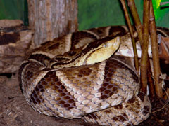 Barba Amarilla or Fer-de-Lance