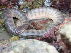 Beaked Sea Snake