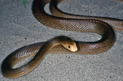 Coastal Taipan