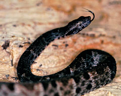 Common Lancehead or Fer-de-Lance