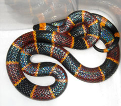 Coral Snake