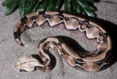 Gaboon Viper