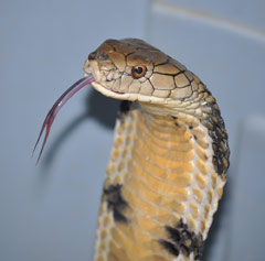 King Cobra