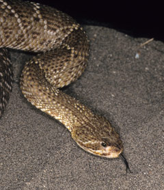 Mexican West Coast Rattlesnake