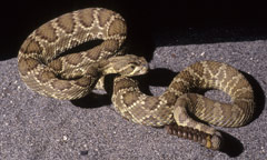 Mojave Rattlesnake