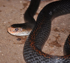 Papuan Taipan