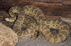 Prairie Rattlesnake