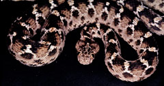 Saw Scaled Viper