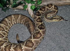 South American Rattlesnake