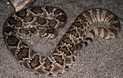 Western Diamondback Rattlesnake