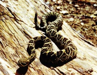 Eastern Diamondback Rattlesnake 