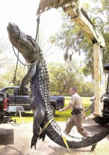 Huge gator, or forced perspective?