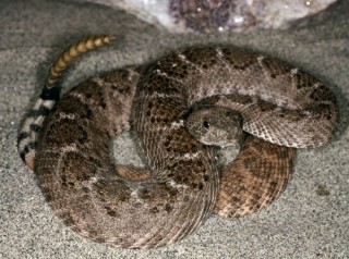 Western Diamondback Rattlesnake